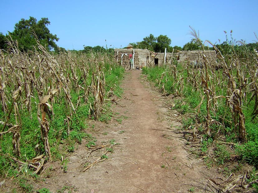 Champ de céréales (mil/sorgho) dans le Sahel, agriculture au Burkina Faso
